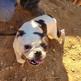 Splash - Boston Terrier