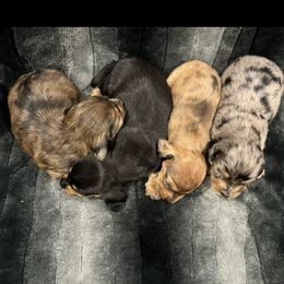 Dachshunds from Clayton Kennels
