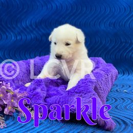 American Eskimo Dog and German Shepherd Puppies from Lone Cone Kennels