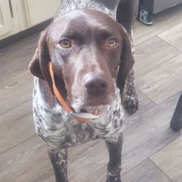 German Shorthaired Pointers from Hidden Hill Boarding Kennels