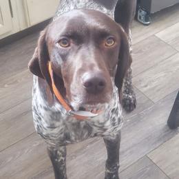 German Shorthaired Pointers from Hidden Hill Boarding Kennels