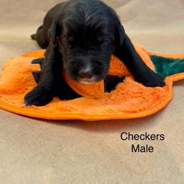 Goldendoodle Puppies from Dhalia’s Doodles