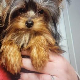 Gibbs - Yorkshire Terrier