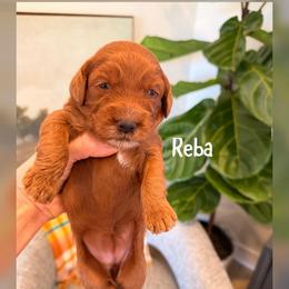 Reba - Red  female Goldendoodle puppy in Glendale, Arizona from Follow Your Bliss Doodles