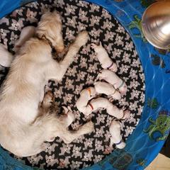 Spinoni Italiani from Busy B's Spinoni