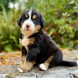 Superman (Brown Collar) - Black rust and white male Bernese Mountain Dog puppy in Stanwood, Washington from Butter Cup Pups and Paws