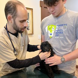 Goldendoodle Puppies from Christi's Goldendoodles