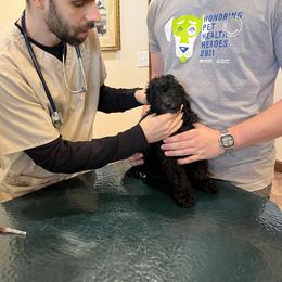 Goldendoodle Puppies from Christi's Goldendoodles