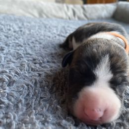 Whippet Puppies from Sara's Whippets