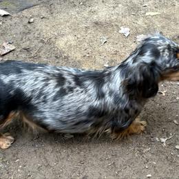 Friday - Dachshund