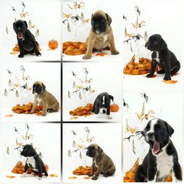 Boxer Puppies from RT Boxers