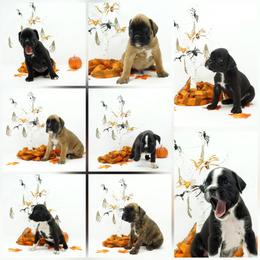 Boxer Puppies from RT Boxers
