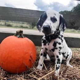 Dalmatian Puppies from Spotted Jewels Dalmatians