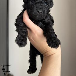 Peach - Black female Goldendoodle puppy in Anderson, South Carolina from M & L Pups