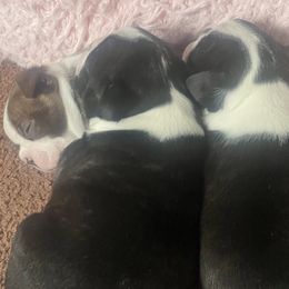 Boston Terrier puppies from Big Bang Bostons