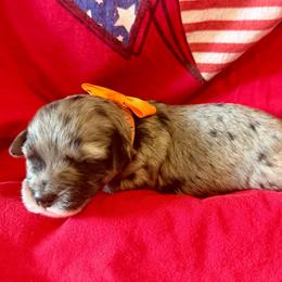 Shiloh- orange girl - Blue merle female Aussiedoodle puppy in Midlothian, Texas from Gray Doodles