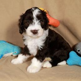 Zeus - Black and white male Aussiedoodle puppy in Colonial Beach, Virginia from Bristol Mine Kennels