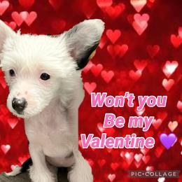 Sweetpea - White and black female Chinese Crested puppy in Horseheads, New York from Boots with the fur Chinese Cresteds