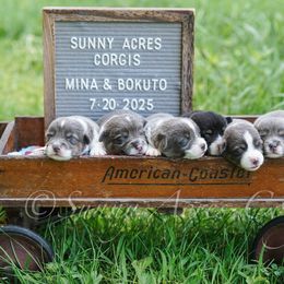 Pembroke Welsh Corgi puppies from Sunny Acres Corgis