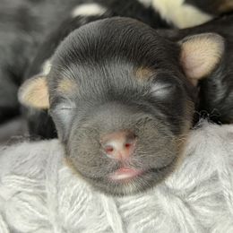 Baby girl - Black and tan female Havapoo puppy in Spokane, Washington from Havaluv Puppies