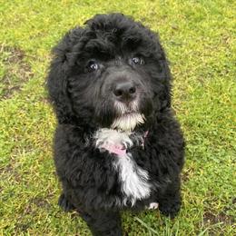 Portuguese Water Dog puppies from Water's Edge Portuguese Water Dogs