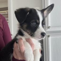 Pembroke Welsh Corgis from Db’s Pembroke Welsh Corgis