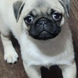 Pugs from TiggyTime Pugs