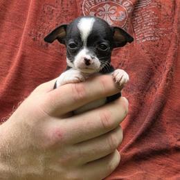 Girl 2 - Black and white female Chihuahua puppy in East Camden, Arkansas from RoyAl