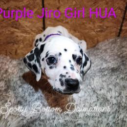 Dalmatian Puppies from Spotty Bottom Dalmatians