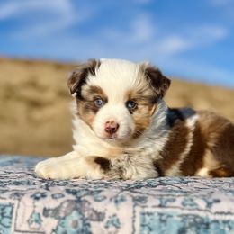 Hickory - Red merle male Miniature Australian Shepherd puppy in Dayton, Washington from Rafter 22 Aussies