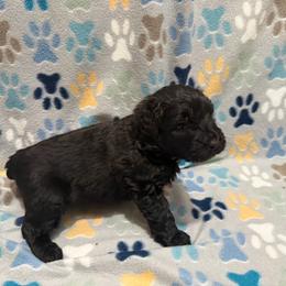 Army - Black male Bouvier des Flandres puppy in Wellington, Colorado from Blood Family Frenchies and Bouvs