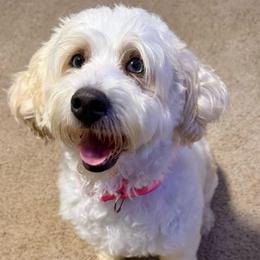 Peaches - Bernedoodle