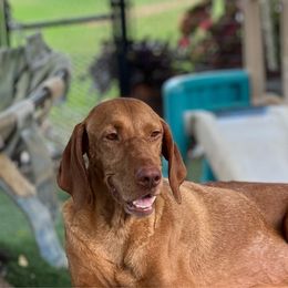 Daisy - Vizsla