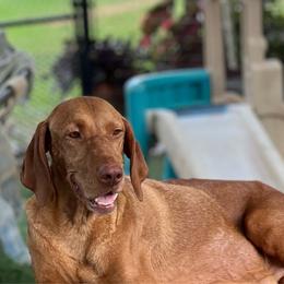 Daisy - Vizsla