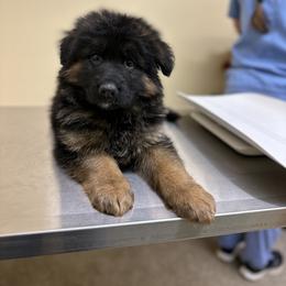 German Shepherd Puppies from S&S German Shepherds