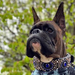Boxer, Doberman Pinscher, and Siberian Husky All Grown Up from Archangel Boxers
