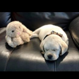 Labrador Retriever Puppies from BOI Gulf Coast Labradors