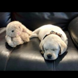 Labrador Retriever Puppies from BOI Gulf Coast Labradors