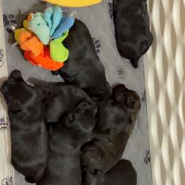 Alana - Black female Scottish Terrier puppy in Mancelona, Michigan from Stefany Farm of Happiness