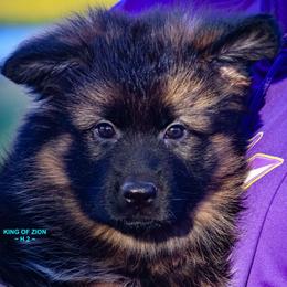 Girl 1 - Black and red female German Shepherd puppy in Alvarado, Texas from King Of Zion German Shepherds