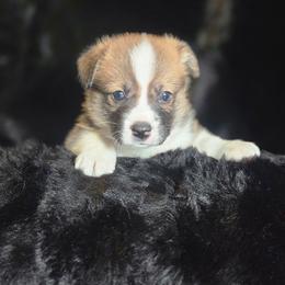 Boy 2 - Red male Pembroke Welsh Corgi puppy in Gig Harbor, Washington from Pacific Northwest Pembroke Welsh Corgis