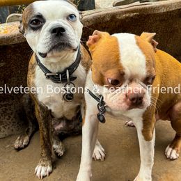 Boston Terriers from Velveteen Bostons