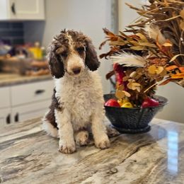 Boy 1 - Parti male Poodle puppy in Detroit, Michigan from Pretty Spoiled Spoos llc