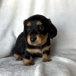 Sugar (hot pink) - Black and tan female Dachshund puppy in Paoli, Oklahoma from Dobbins Dachshunds