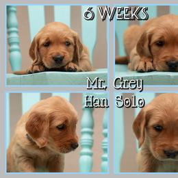 Han Solo - Dark golden male Golden Retriever puppy in Driggs, Idaho from SK Golden Retrievers