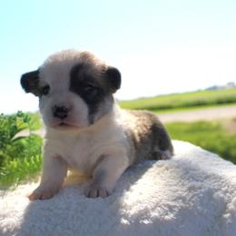 Molly - Red female Pembroke Welsh Corgi puppy in North Manchester, Indiana from Covered Bridge Corgis