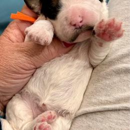 Orange girl - Tri-color female Bernedoodle puppy in Lake, Michigan from 3 King Doodles & Poodles