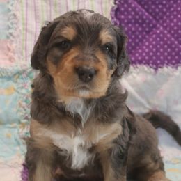 Bernedoodles from Lone Willow Bernedoodles