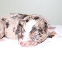 Cricket - Red merle male Australian Shepherd puppy in Macon, Georgia from Shaina’s Shepherds