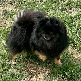 Envy - Pomeranian
